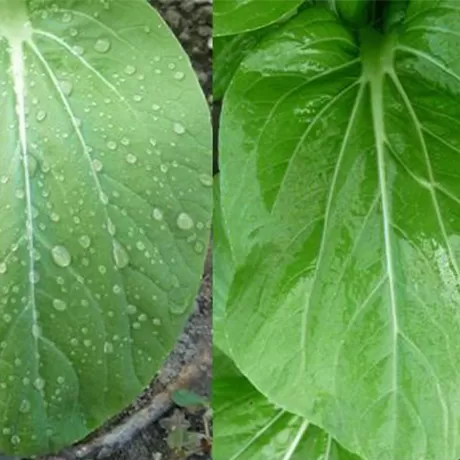 농업 식물 보호에 실리콘 제품의 응용