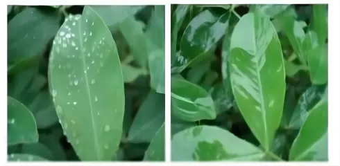 폴리 에테르 수정 된 헵타 메틸 트리 실록산 (HC-ym9362)에 대해 이야기 : 구조적 특성, 합성 과정 및 혁신적인 응용 분야