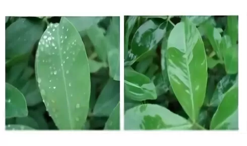 폴리 에테르 변형 헵타메틸 트리실록산에 대해 이야기하십시오.