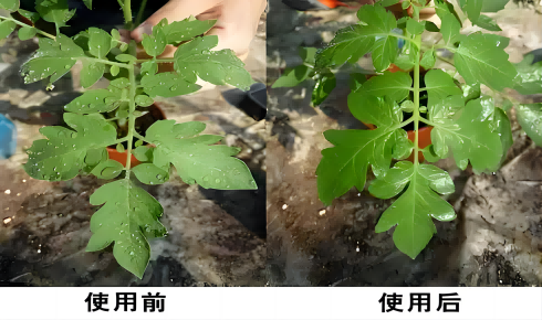 클로로메틸디메틸실실 클로라이드의 심층 분석 및 그 적용 전망